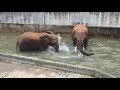 溺れてるの？【愛媛県立とべ動物園】