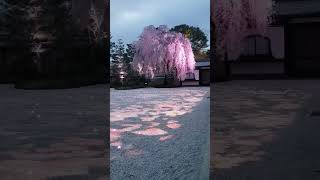 Kyoto Kodaiji temple 京都高台寺 春の特別拝観