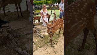 奈良の鹿に会えて喜ぶ外国人観光客🦌Nara Park