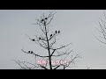 二子玉川bird sancyuary 寒い朝　野鳥観察散歩　二子玉川公園　2023年3月14日