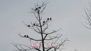 二子玉川Bird Sancyuary   寒い朝　野鳥観察散歩　二子玉川公園　2023年3月14日