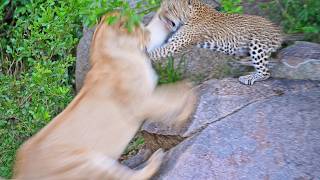 Leopard Mom Sacrifices Herself To Protect Her Cubs