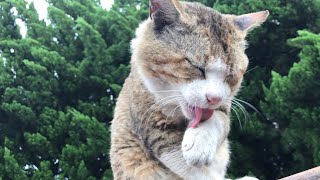 白キジちゃんのほっこり毛繕い。公園地域猫 cute cat videos