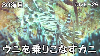 【ダイビング】和歌山県須江「ナギサキ」で久々のダイビング　（’１９年１月　３０海目）