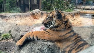 【子トラ】骨をがぶりアサちゃん【‎2024年‎4月30日】【上野動物園】スマトラトラ