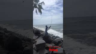 STINGRAY FISHING #fisherman #fishingvideo #chellanam #kerala