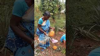 Farm fresh Pineapple fruit harvesting #organicfarming #agriculture #Pineapple