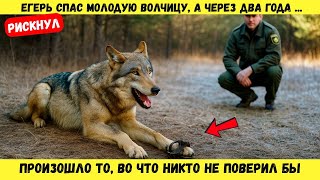 Егерь спас молодую волчицу, а через два года произошло то, во что никто не поверил бы...