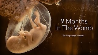 9 Months In The Womb: A Remarkable Look At Fetal Development Through Ultrasound