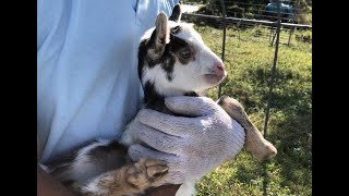 子ヤギの鳴き声が可愛い Cute Baby Goat Crying