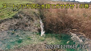 ヌートリアが居た水路でガサガサ！の巻（2022年12月6日）