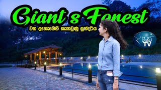 වන ලැහැබෙහි සැඟවුණු සුන්දරිය - Giant Forest - Kalawana (4K)