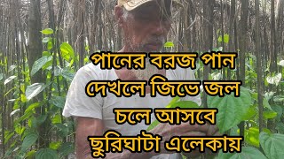 পানের বরজ। পান দেখলে জিভে জল চলে আসবে।ছুরিঘাটা এলেকায়😆😆😜😊😊