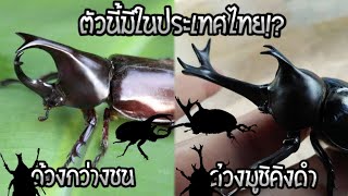 ด้วงกว่างที่สามารถพบเจอได้ในประเทศไทยมีกี่ชนิด!? Beetle Thailand