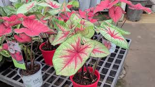 무지개빛 칼라디움~잎이 꽃처럼 화려하고 다양한 색상이 아름다운 Colorful한 Caladium