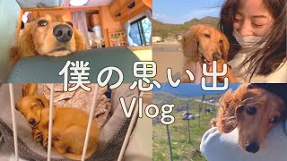 【ミニチュアダックスフンド】レオ君との思い出をVlog風にまとめてたら涙が出てきた