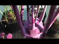 how to grow kohlrabi in containers on the balcony from seed to harvest