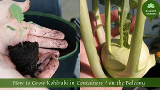 How to Grow Kohlrabi in Containers / on the Balcony | From Seed to Harvest