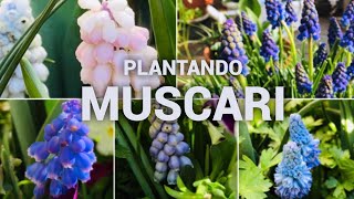 🌱COMO PLANTAR BULBOS DE MUSCARI 🌱