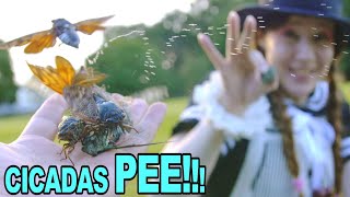 5 Shocking Japan Facts you need to know about Insects in Summer