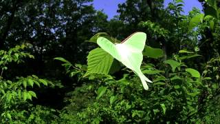 オオミズアオの飛翔　Luner Moth in flight　High speed video