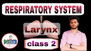 Larynx (Voice Box) | Structure, Functions & Disorders | Respiratory System Class 2 | NSO Group