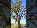 Baobab Trees - Unique tree on Earth #7 #bigtree #shorts