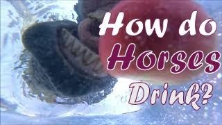 How Horses Drink Water (underwater HD view) #HaflingerWes