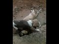 very sad small puppy dead dog lover streetdog humanity shorts