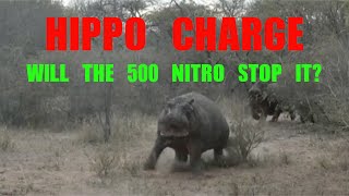 HIPPO CHARGE. STOPPED WITH THE 500 NITRO EXPRESS