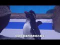 有动物表演的水族馆值得去吗？郑州海昌之行一起看看海底世界 海洋馆打卡 观赏鱼 白鲸 动物表演