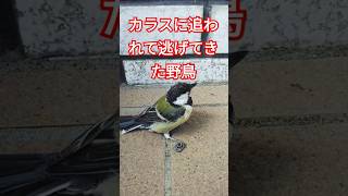 カラスに追われて逃げてきた野鳥#シジュウカラ#幼鳥#マンション#玄関口#おびえる#ふるえる