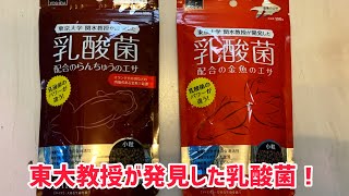 【金魚商品紹介】東大教授が発見した乳酸菌を配合した餌【吉田飼料さん】