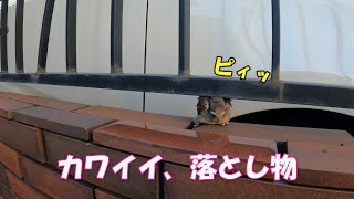 【救出】１日１善？　巣から落ちた雛を助けてみた　【野鳥】