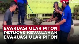 Dramatis! Evakuasi Ular Piton Sepanjang 5 Meter Bikin Petugas Damkar Jatuh | OneNews Update