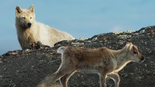 Arctic Wolf Hunts Baby Caribou | Planet Earth II | BBC Earth
