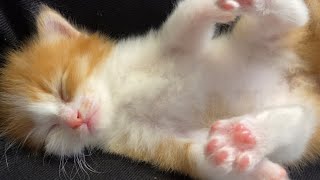 膝の上で眠る子猫が可愛すぎました【子猫成長日記】