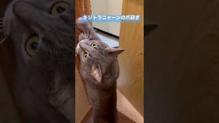 ネコとおじさん　デマチのキジトラニャーンの爪研ぎとクロネコニャーも当時　#shorts #保護猫 #猫 #cat