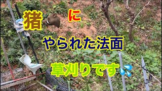 久しぶりUPします💦イノシシ🐗にやられた法面の草刈りです