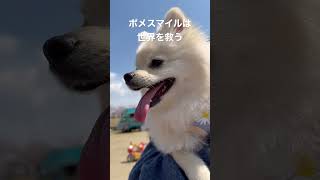 ポメラニアンの笑顔がかわいすぎる