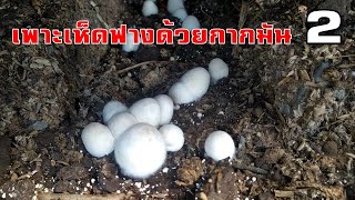 วิธีเพาะเห็ดฟางด้วยกากมัน2 (Paddy Straw mushroom cultivation from cassava) Farm Station