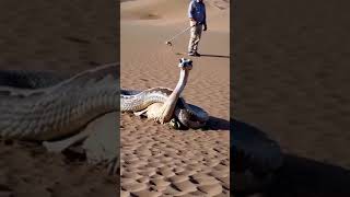 Anaconda Strangles Ostrich in Desert Battle! #youtubeshorts #shortsvideo #shorts