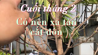 Cuối tháng 2 âm lịch có nên XẢ TÀN ( cắt đôn ) cho cây mai chưa xả tàn sau tết không ?