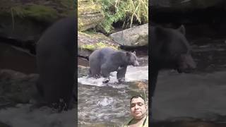 The Ultimate Showdown: Bear vs Salmon in Alaska