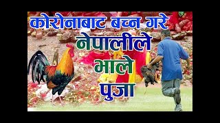 कोरोनाबाट बच्न भालेको पूजा गरे नेपालीले | New medicine for CORONA by Nepalese Dr