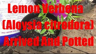 New Lemon Verbena Plant (Aloysia Citrodora) Arrived And Potted Up