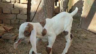 بہت خوبصورت بچہ ہے ابھی 4 دن کا ہوا ہے| baby goats - kids - jumping, yelling and playing