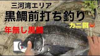 三河湾エリアの黒鯛前打ち釣り。５０センチの年無し黒鯛