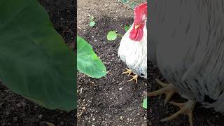 上手に水を飲むにわとりRooster drinking water on the leaf#ニワトリ #backyardchickens #ペット #youtubeshorts