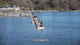 ワカサギ釣りのようす(鮎川湖)